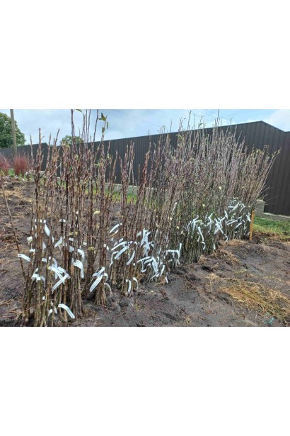 Яблуня ‘Горець’ (Джонагоред) з голим коренем